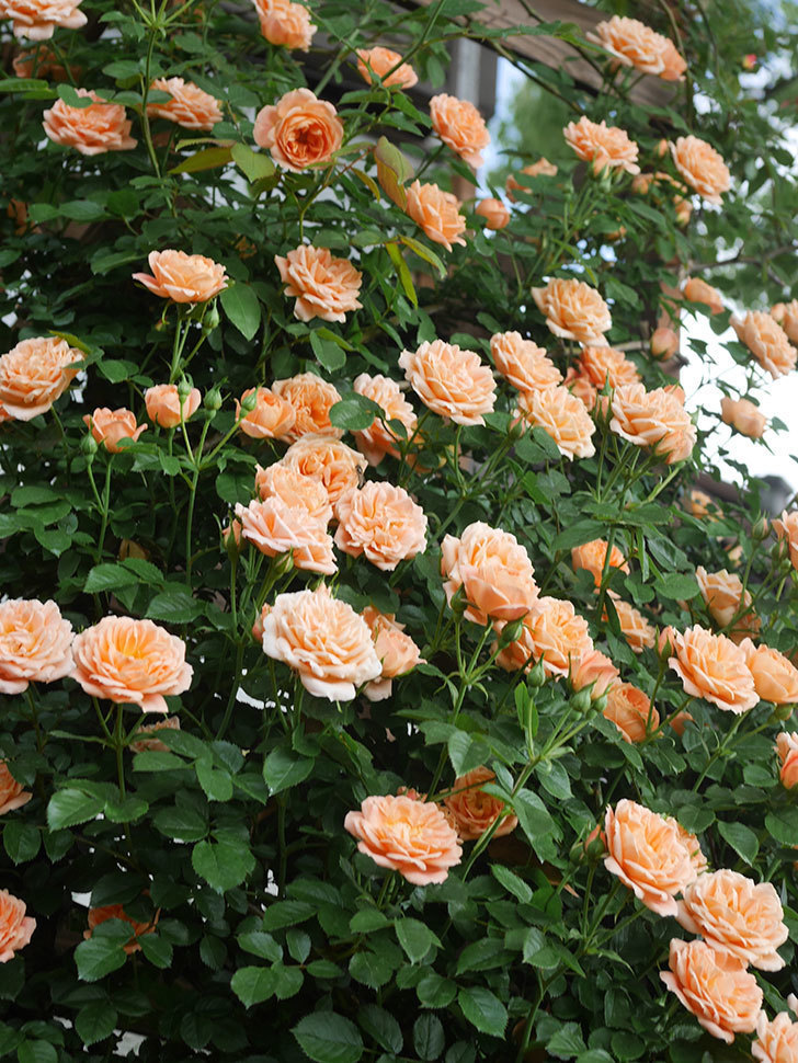 スイートドリーム(Sweet Dream)の花が咲いた。ツルバラ。2022年-032.jpg