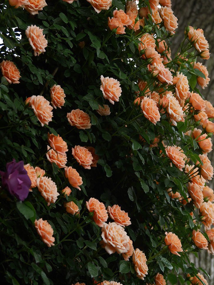 スイートドリーム(Sweet Dream)の花が咲いた。ツルバラ。2022年-042.jpg