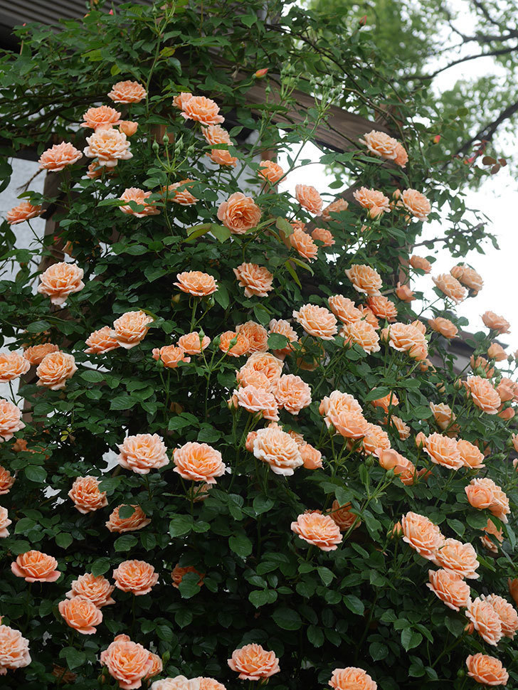 スイートドリーム(Sweet Dream)の花が咲いた。ツルバラ。2022年-044.jpg