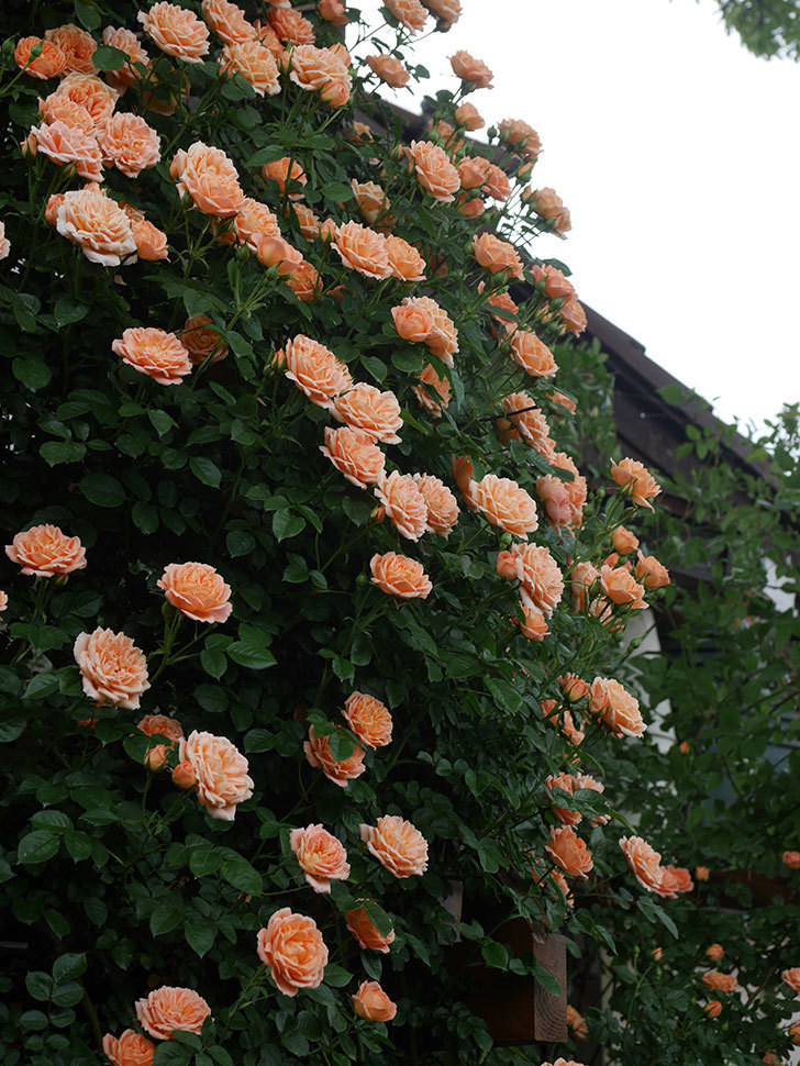 スイートドリーム(Sweet Dream)の花が咲いた。ツルバラ。2022年-045.jpg