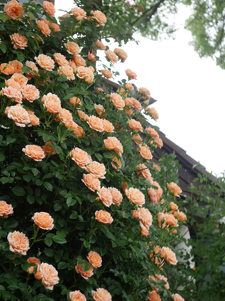 スイートドリーム(Sweet Dream)の花が咲いた。ツルバラ。2022年-046.jpg