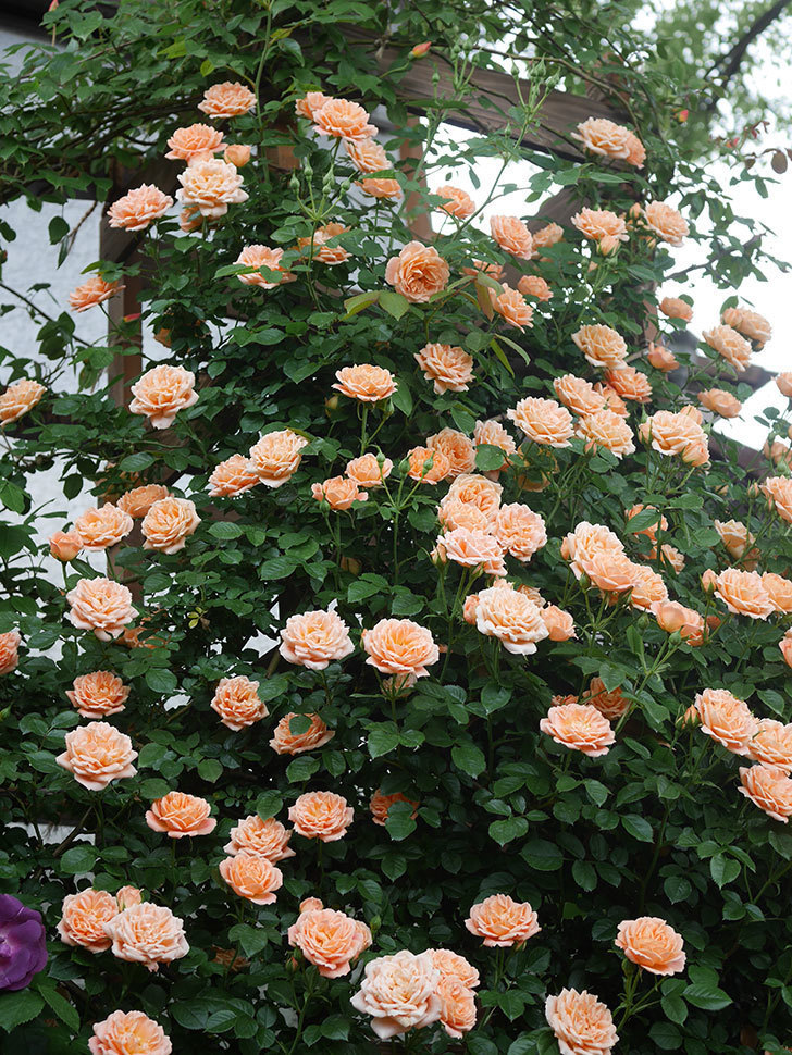 スイートドリーム(Sweet Dream)の花が咲いた。ツルバラ。2022年-050.jpg