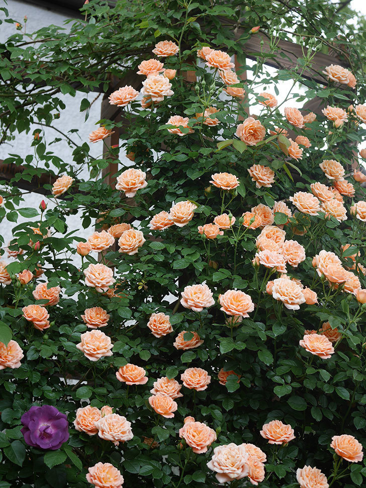 スイートドリーム(Sweet Dream)の花が咲いた。ツルバラ。2022年-051.jpg