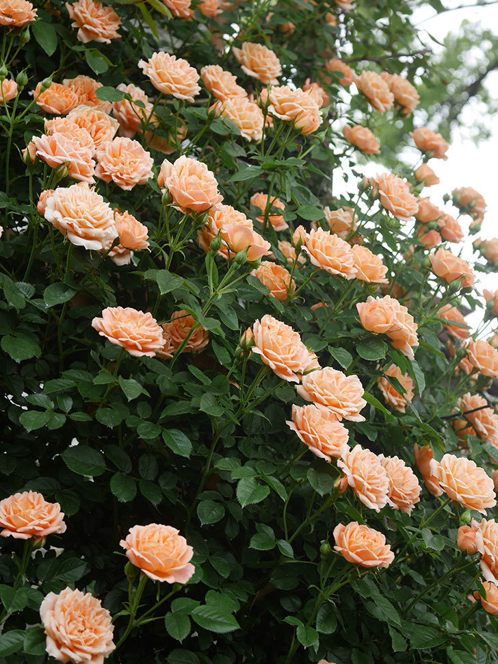 スイートドリーム(Sweet Dream)の花が咲いた。ツルバラ。2022年-053.jpg