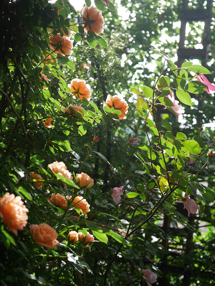 スイートドリーム(Sweet Dream)の花が咲いた。ツルバラ。2022年-058.jpg