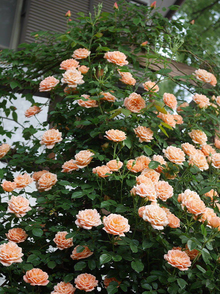 スイートドリーム(Sweet Dream)の花が咲いた。ツルバラ。2022年-059.jpg