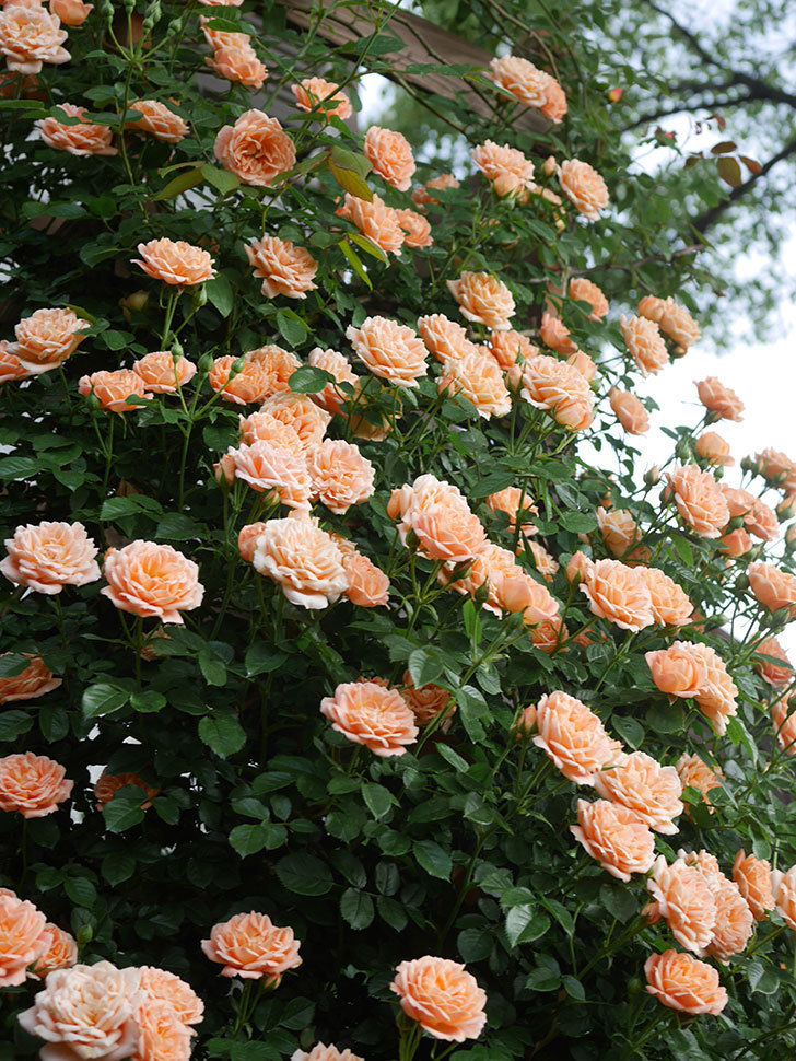 スイートドリーム(Sweet Dream)の花が咲いた。ツルバラ。2022年-060.jpg