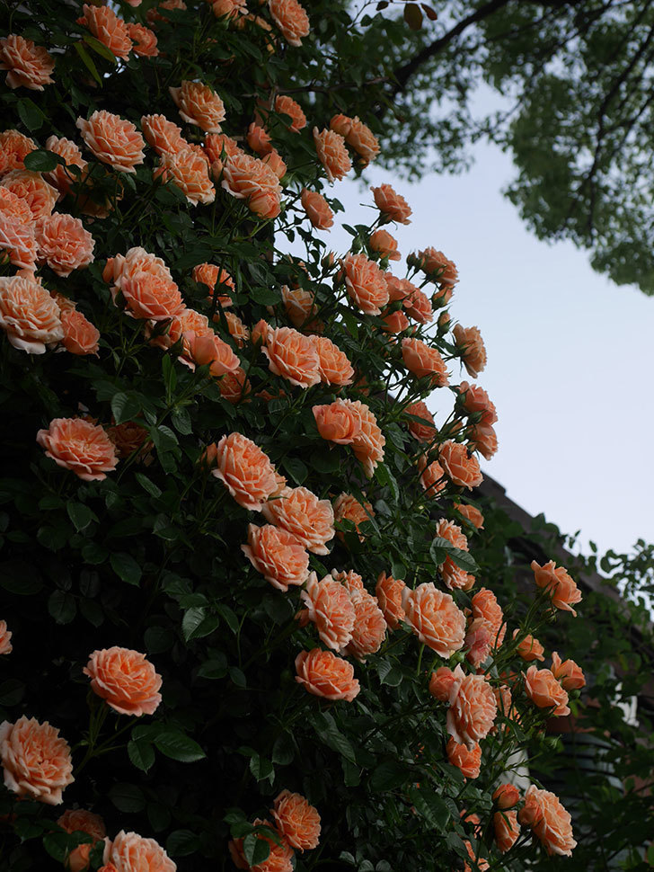 スイートドリーム(Sweet Dream)の花が咲いた。ツルバラ。2022年-061.jpg