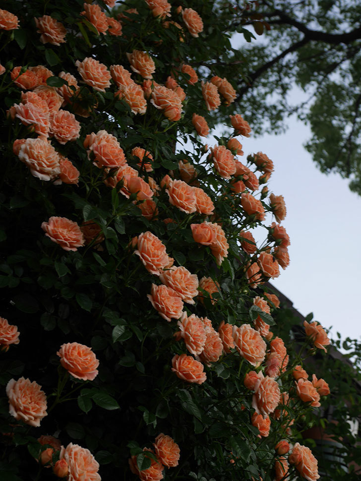 スイートドリーム(Sweet Dream)の花が咲いた。ツルバラ。2022年-063.jpg