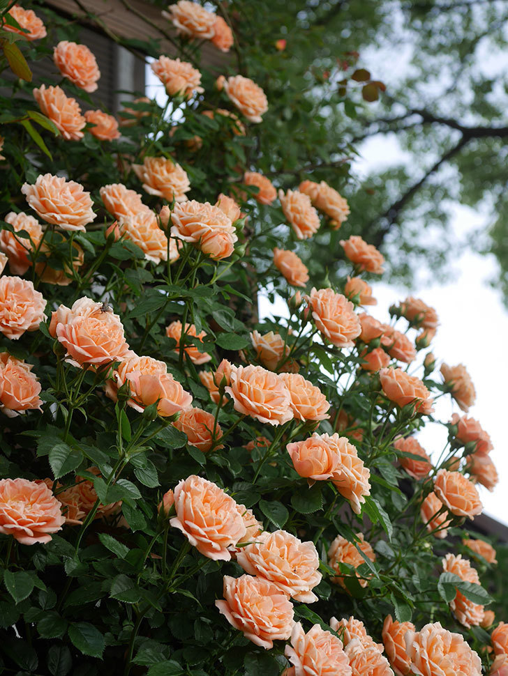 スイートドリーム(Sweet Dream)の花が咲いた。ツルバラ。2022年-064.jpg