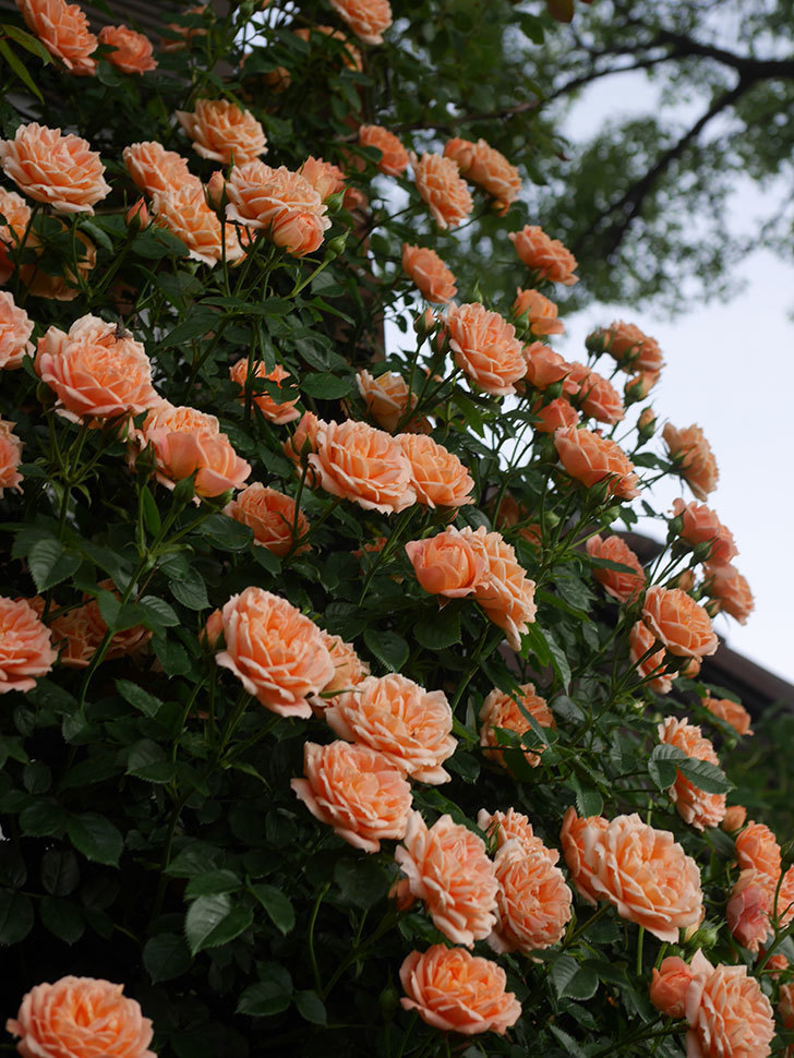 スイートドリーム(Sweet Dream)の花が咲いた。ツルバラ。2022年-065.jpg