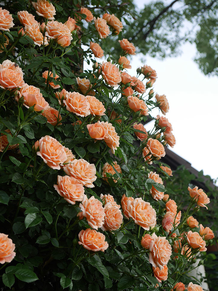 スイートドリーム(Sweet Dream)の花が咲いた。ツルバラ。2022年-068.jpg
