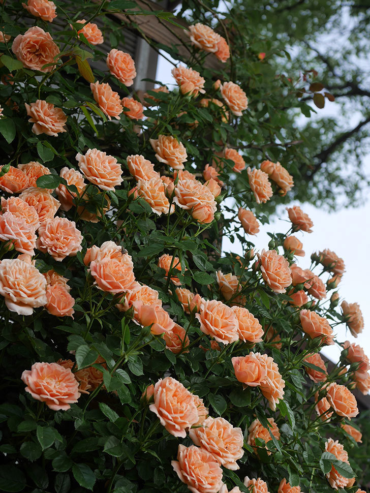 スイートドリーム(Sweet Dream)の花が咲いた。ツルバラ。2022年-069.jpg