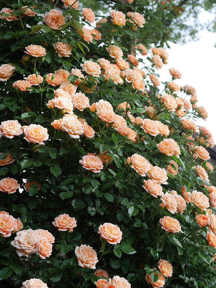 スイートドリーム(Sweet Dream)の花が咲いた。ツルバラ。2022年-092.jpg