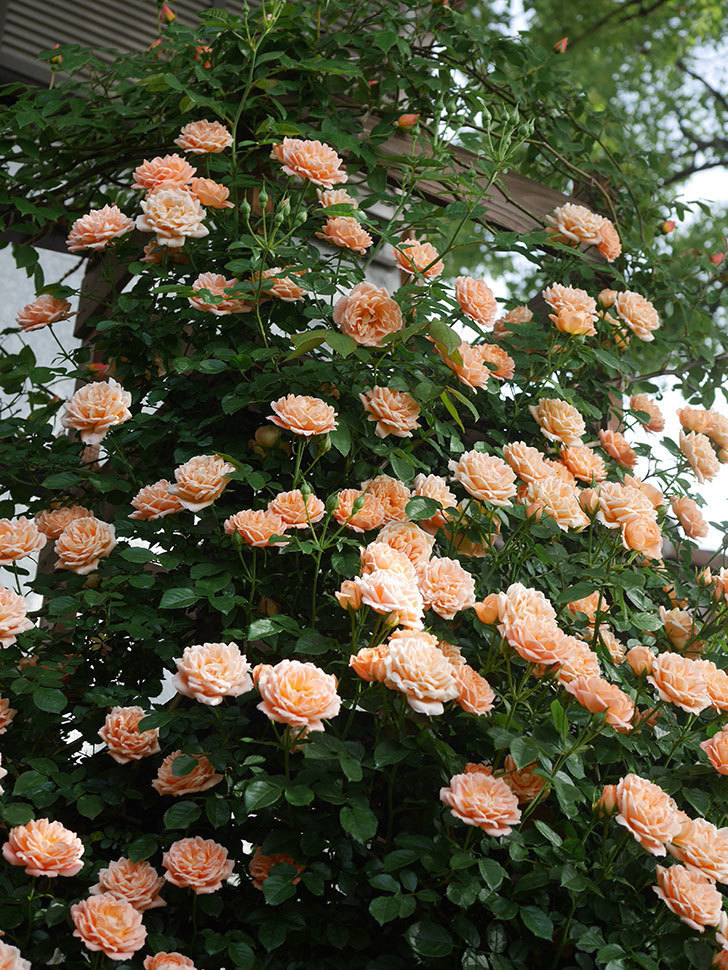 スイートドリーム(Sweet Dream)の花が咲いた。ツルバラ。2022年-093.jpg