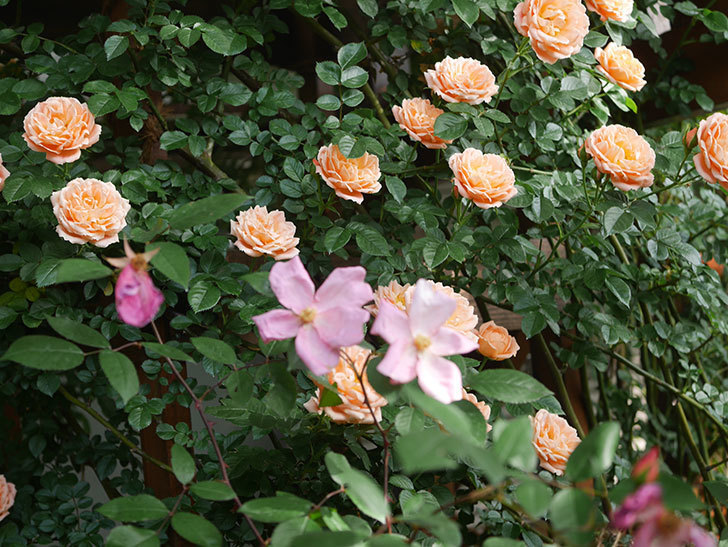 スイートドリーム(Sweet Dream)の花が咲いた。ツルバラ。2022年-097.jpg