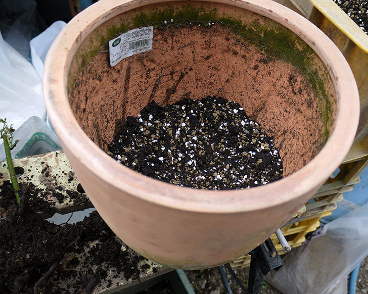 スプリングパル(木立バラ)を鉢に植えた。2017年-2.jpg