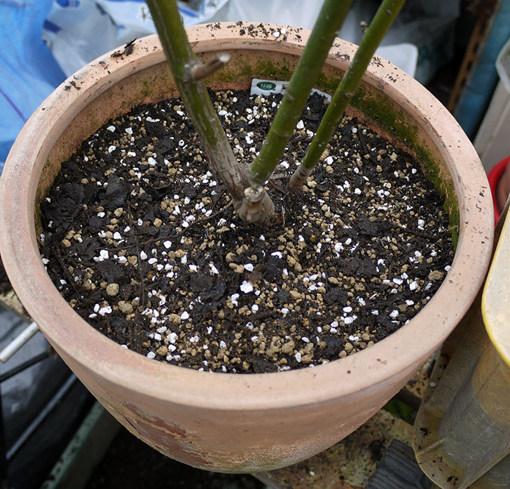 スプリングパル(木立バラ)を鉢に植えた。2017年-3.jpg