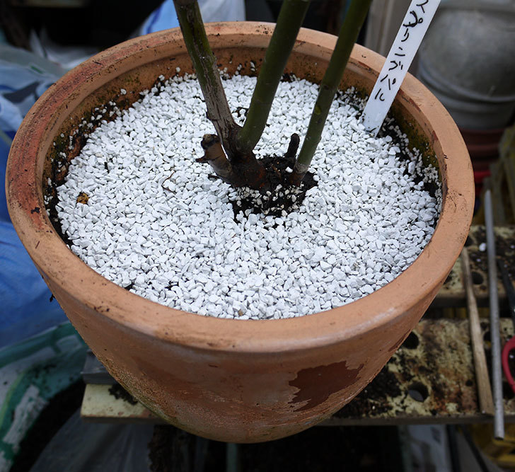 スプリングパル(木立バラ)を鉢に植えた。2017年-4.jpg