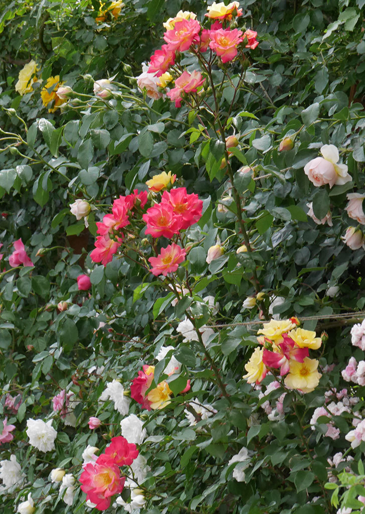 スヴニール・ドゥ・アンネ・フランク(木立バラ)の花がたくさん咲いた。2019年-11.jpg