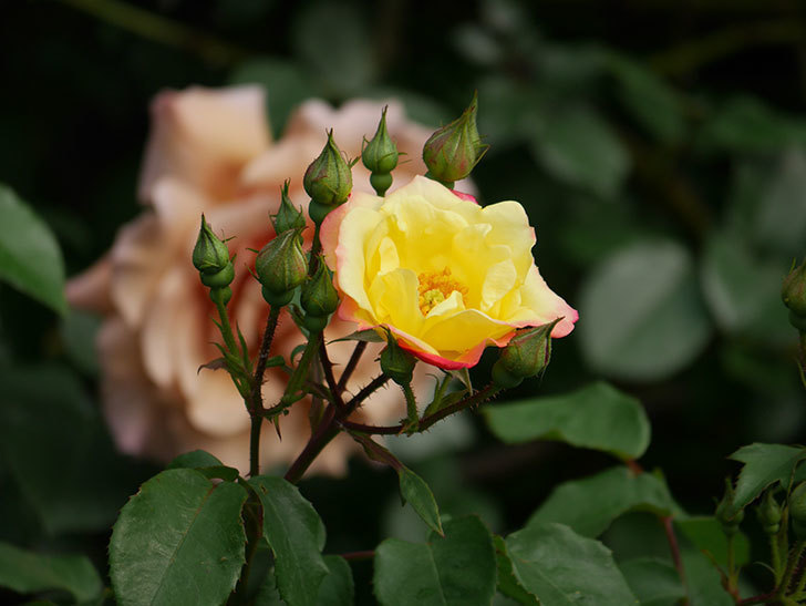 スヴニール・ドゥ・アンネ・フランク(木立バラ)の花が咲いた。2020年-4.jpg