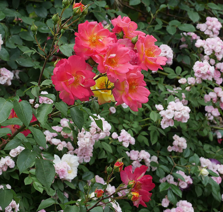 スヴニール・ドゥ・アンネ・フランク(木立バラ)の花が増えて来た。2019年-18.jpg