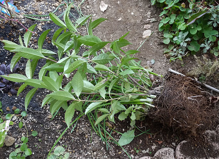 センリョウの鉢を地植えした。2017年-1.jpg