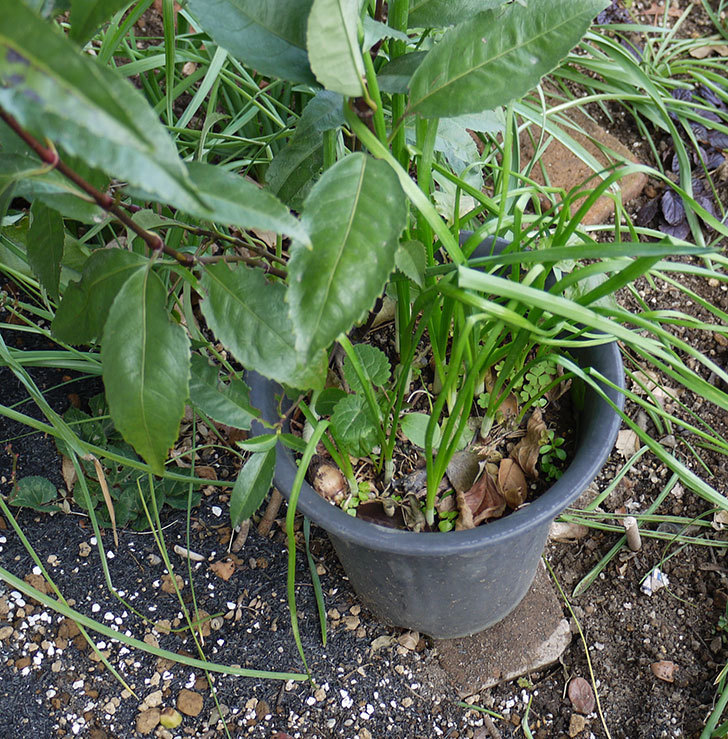 センリョウの鉢を地植えした。2017年-3.jpg
