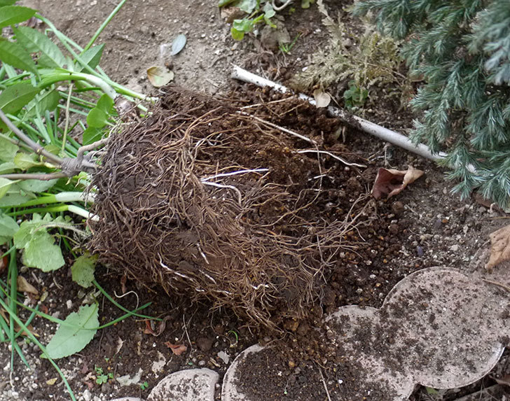 センリョウの鉢を地植えした。2017年-4.jpg
