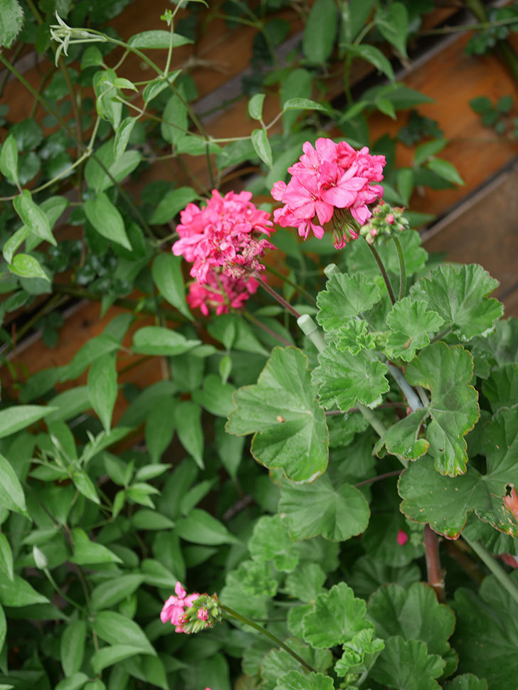 ゼラニウムの花が増えてきた。2021年-009.jpg