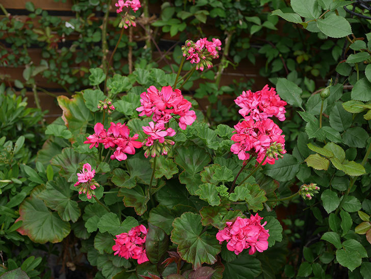 ゼラニウムの花が増えてきた。2021年-018.jpg