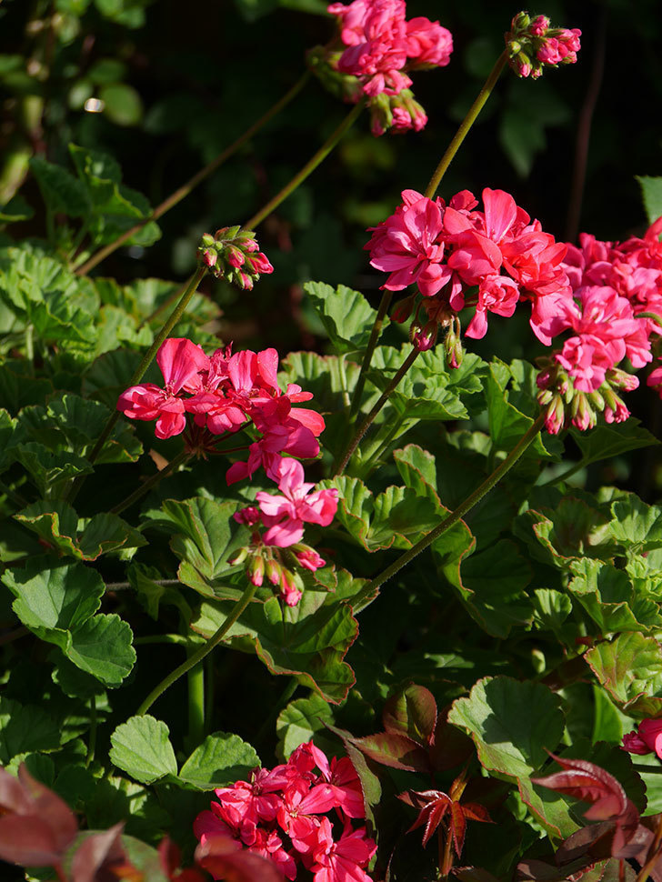 ゼラニウムの花が増えてきた。2021年-024.jpg