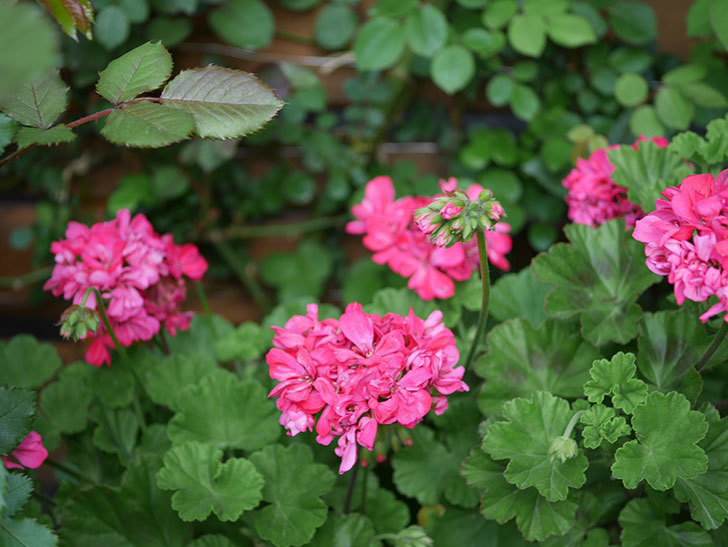 ゼラニウムの花が増えてきた。2021年-027.jpg