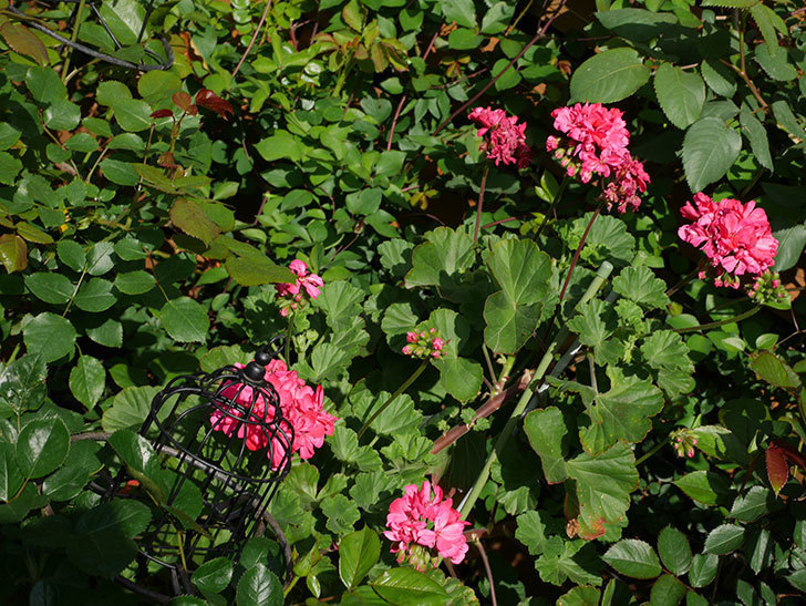 ゼラニウムの花が増えてきた。2021年-031.jpg