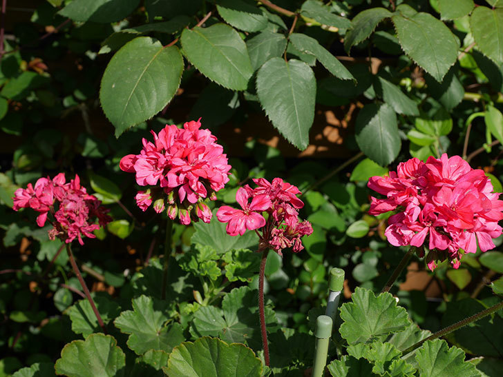 ゼラニウムの花が増えてきた。2021年-032.jpg