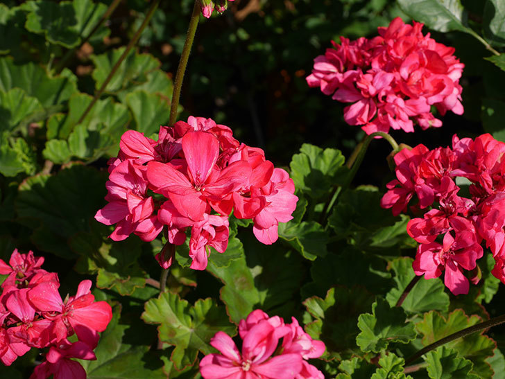 ゼラニウムの花が増えてきた。2021年-040.jpg