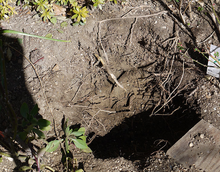 ソニャドール(ツルバラ)に穴を掘って寒肥をやった。2017年-2.jpg