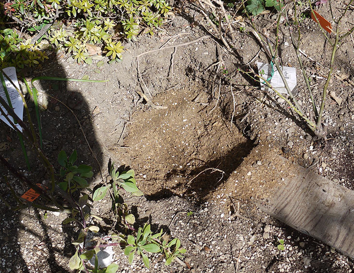 ソニャドール(ツルバラ)に穴を掘って寒肥をやった。2017年-4.jpg