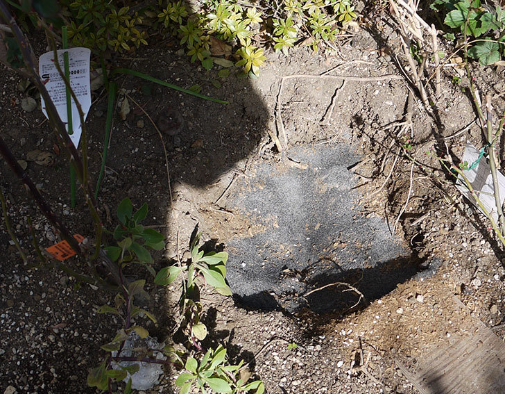 ソニャドール(ツルバラ)に穴を掘って寒肥をやった。2017年-5.jpg