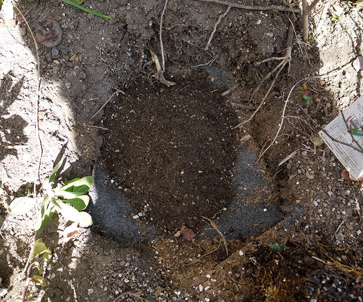 ソニャドール(ツルバラ)に穴を掘って寒肥をやった。2017年-6.jpg