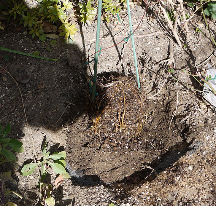 ソニャドール(ツルバラ)に穴を掘って寒肥をやった。2017年-7.jpg