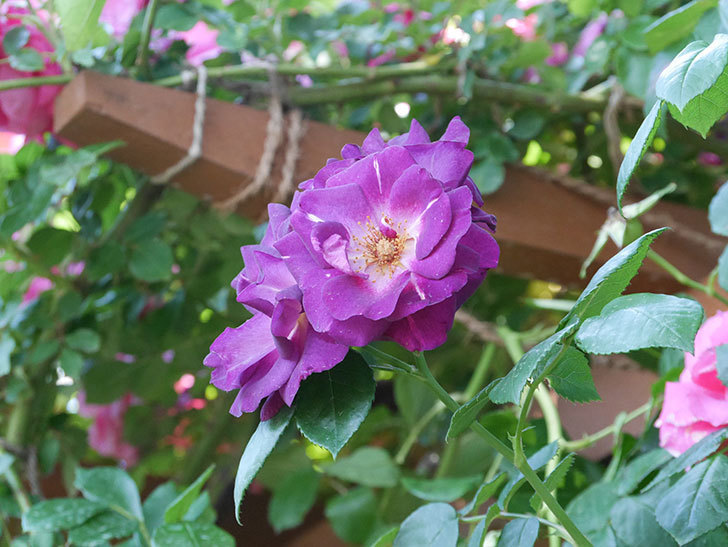 ソニャドール(ツルバラ)の花がまた咲いた。2019年-6.jpg