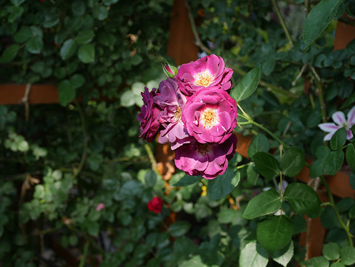 ソニャドール(ツルバラ)の花が房で咲いた。2019年-3.jpg