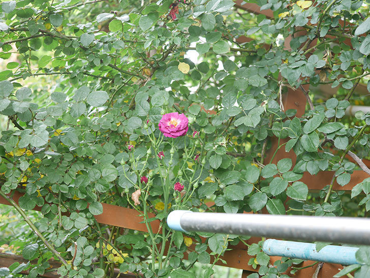 ソニャドール(Sonador)の2番花が咲いた。ツルバラ。2020年-001.jpg