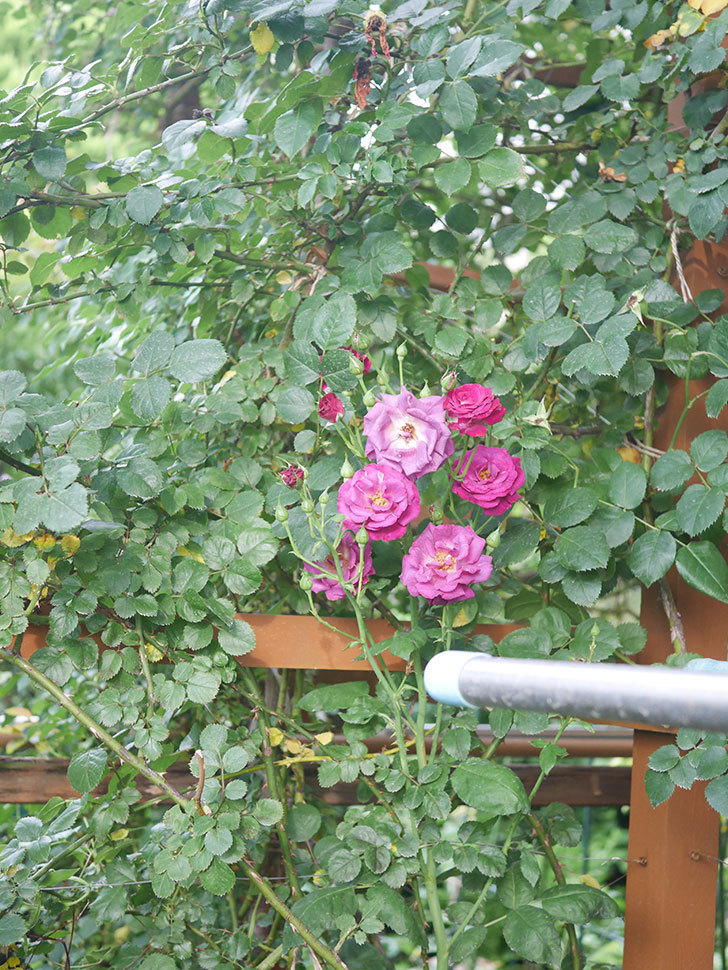 ソニャドール(Sonador)の2番花が増えてきた。ツルバラ。2020年-008.jpg