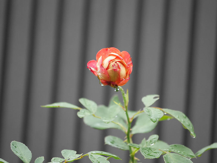 ソレイユロマンティカ(Soleil Romantica)の2番花がたくさん咲いた。ツルバラ。2020年-009.jpg