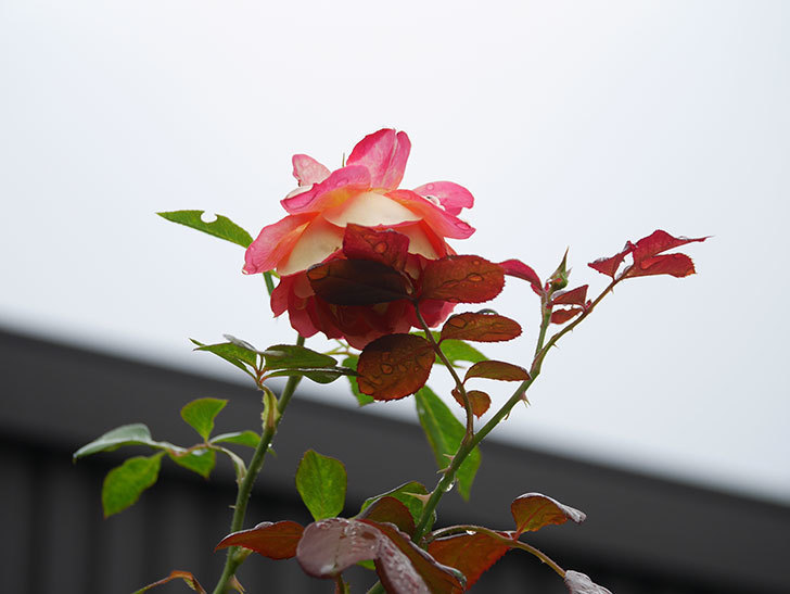 ソレイユロマンティカ(Soleil Romantica)の2番花がたくさん咲いた。ツルバラ。2020年-014.jpg