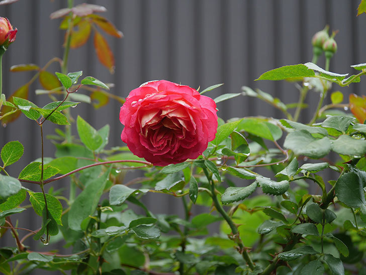 ソレイユロマンティカ(Soleil Romantica)の2番花がたくさん咲いた。ツルバラ。2020年-015.jpg