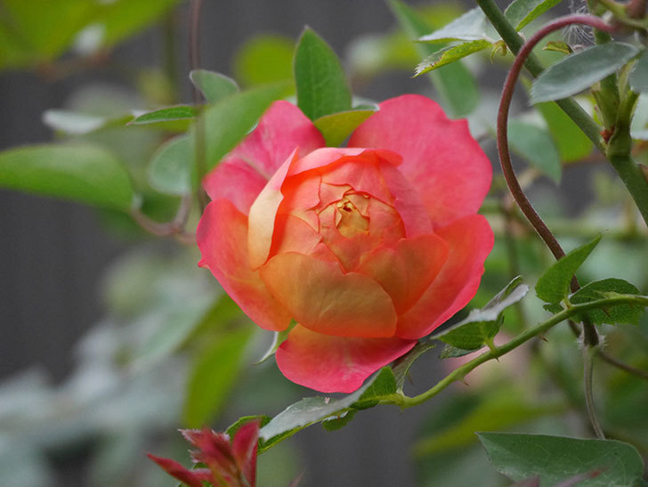 ソレイユロマンティカ(Soleil Romantica)の2番花が咲いた。ツルバラ。2020年-005.jpg