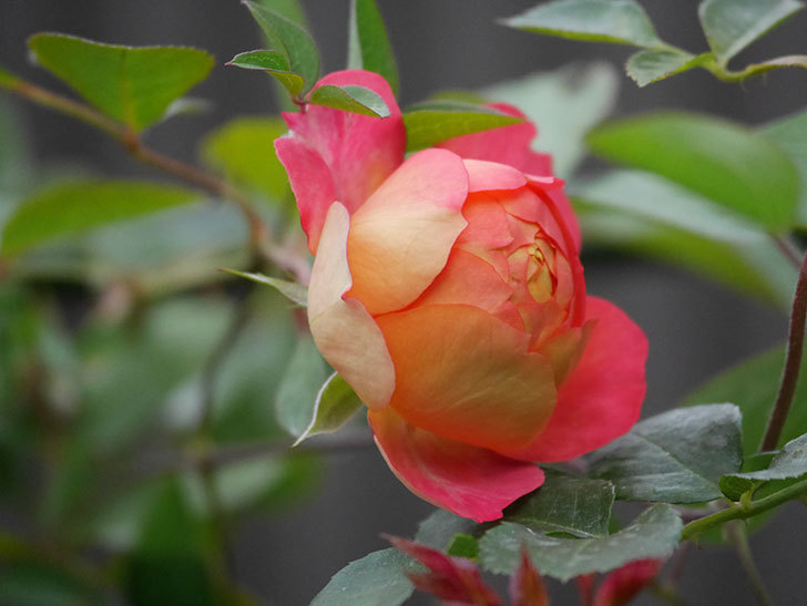 ソレイユロマンティカ(Soleil Romantica)の2番花が咲いた。ツルバラ。2020年-009.jpg